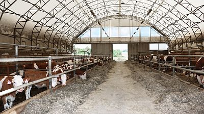 Cattle stabling of Beneš, Lipice