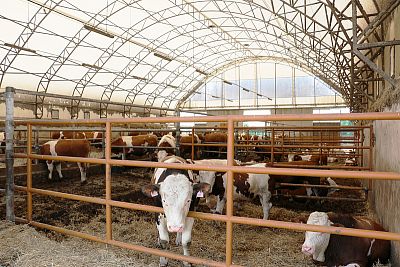 Landwirtschaftliche Hallen
